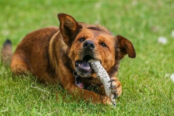 Corno di cervo per cani taglia grande - XL - immagine 2