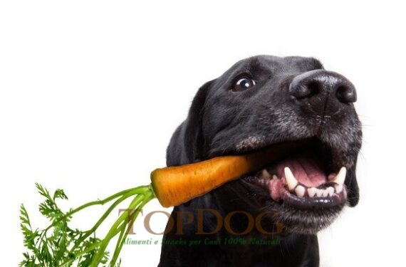 Carote disidratate per cani - BARF 500gr - immagine 3