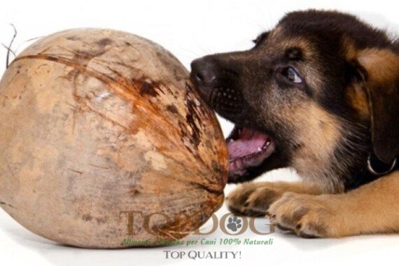 Olio di cocco per cani BIO 200ml - immagine 3