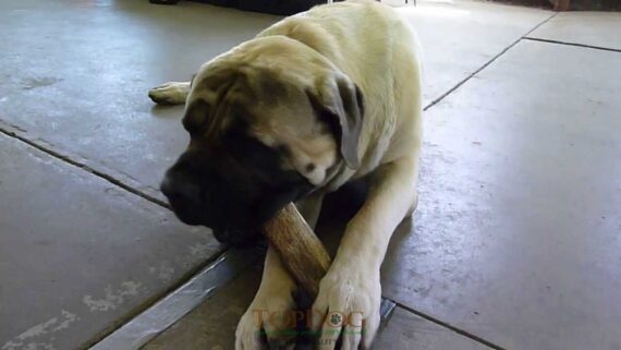 Corno di cervo per cani taglia Gigante - XXL -Jumbo - immagine 3