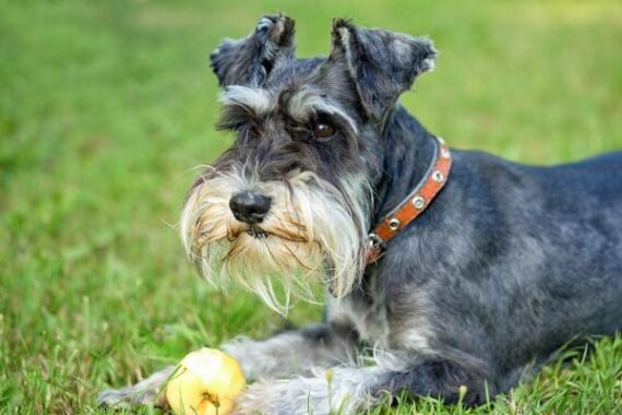 Mele disidrate per cani a cubetti - immagine 2