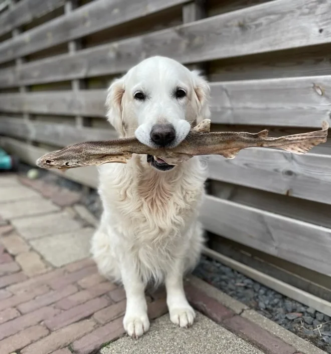 pesce essiccato per cani