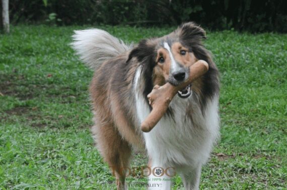 Legno del caffè per cani - Mini - immagine 3