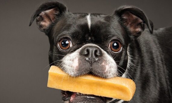 Latte di Yak per cani - M - immagine 4