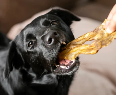 orecchie di coniglio essiccate senza pelo per cani3